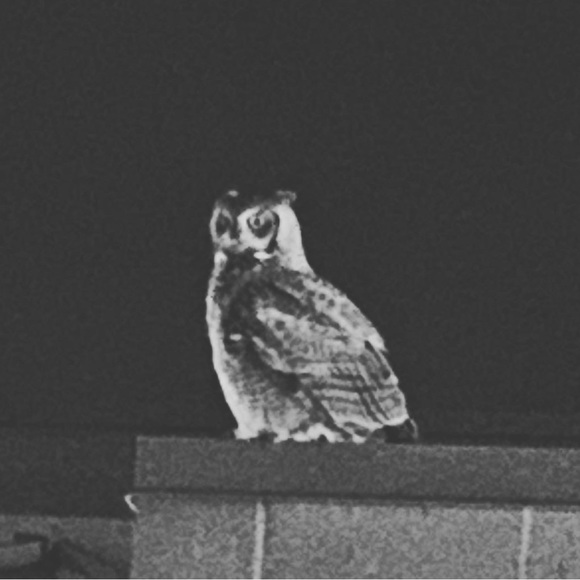 Meet your Posher, Lindsay - Picture 4 of 15